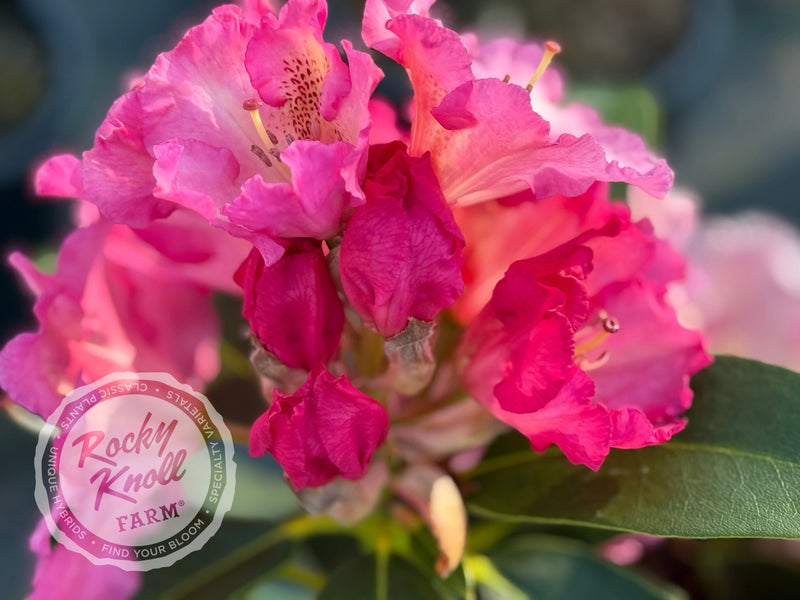 Harold Greer plant from Rocky Knoll Farm