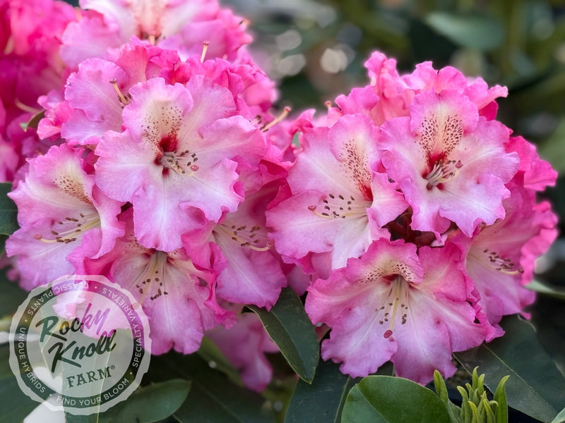 Harold Greer plant from Rocky Knoll Farm