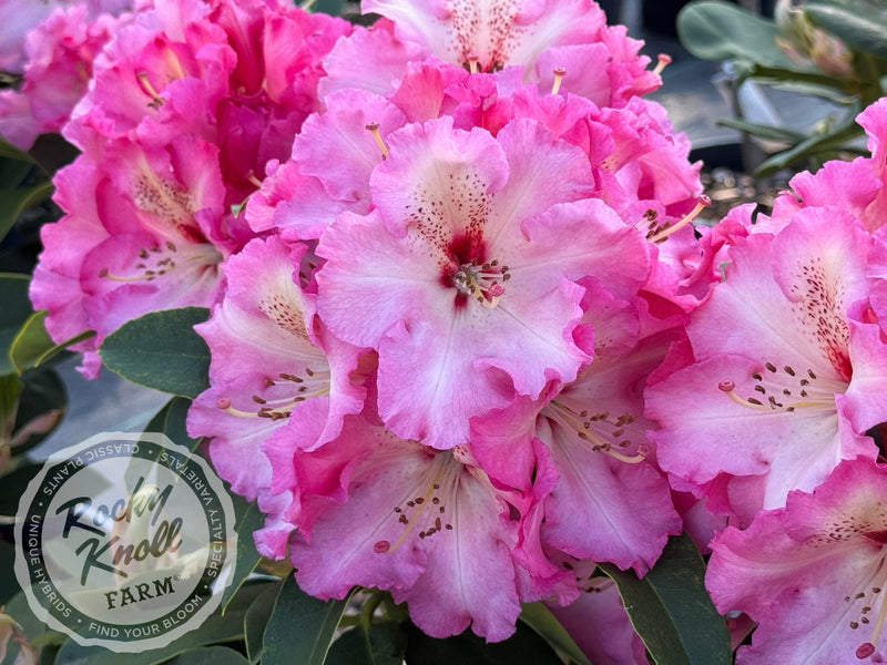 Harold Greer plant from Rocky Knoll Farm