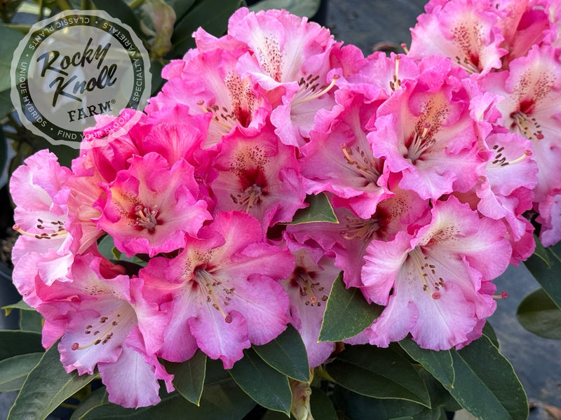 Harold Greer plant from Rocky Knoll Farm