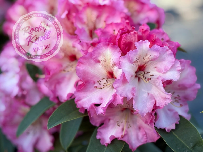 Harold Greer plant from Rocky Knoll Farm