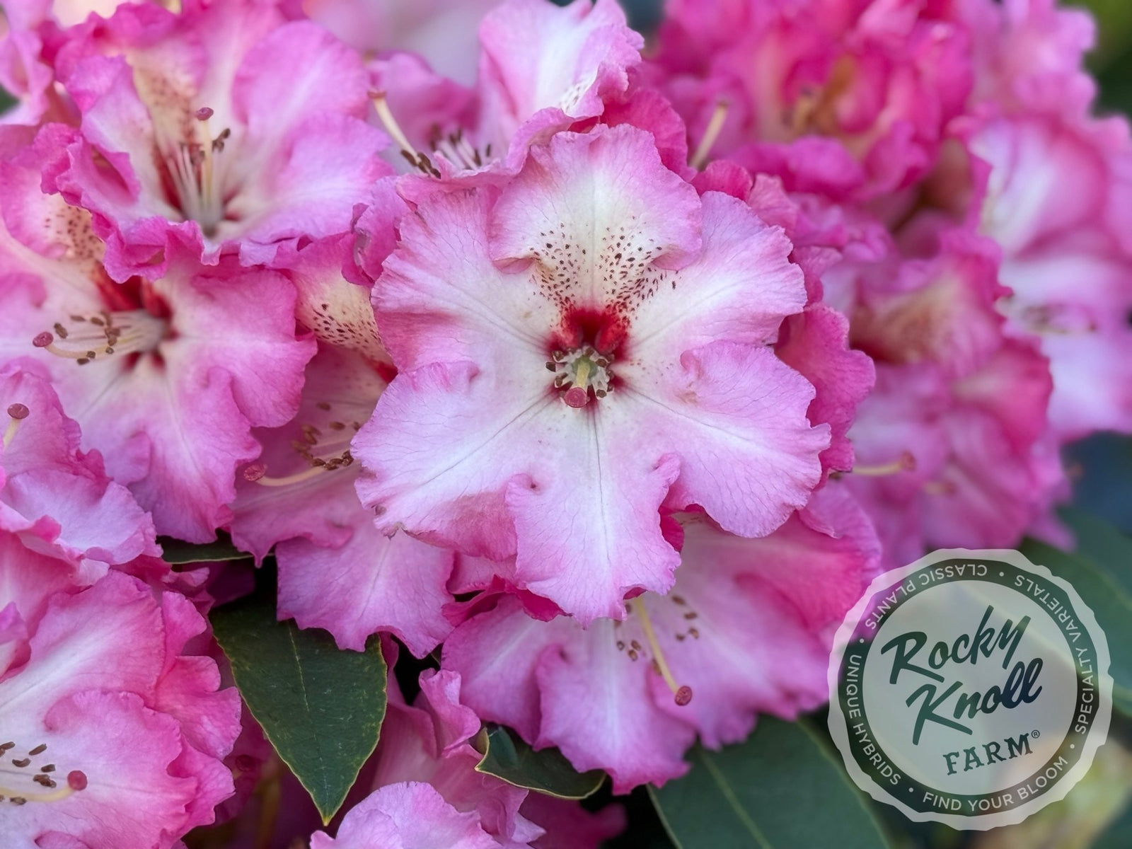 Harold Greer rhododendron