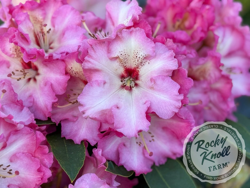 Harold Greer plant from Rocky Knoll Farm