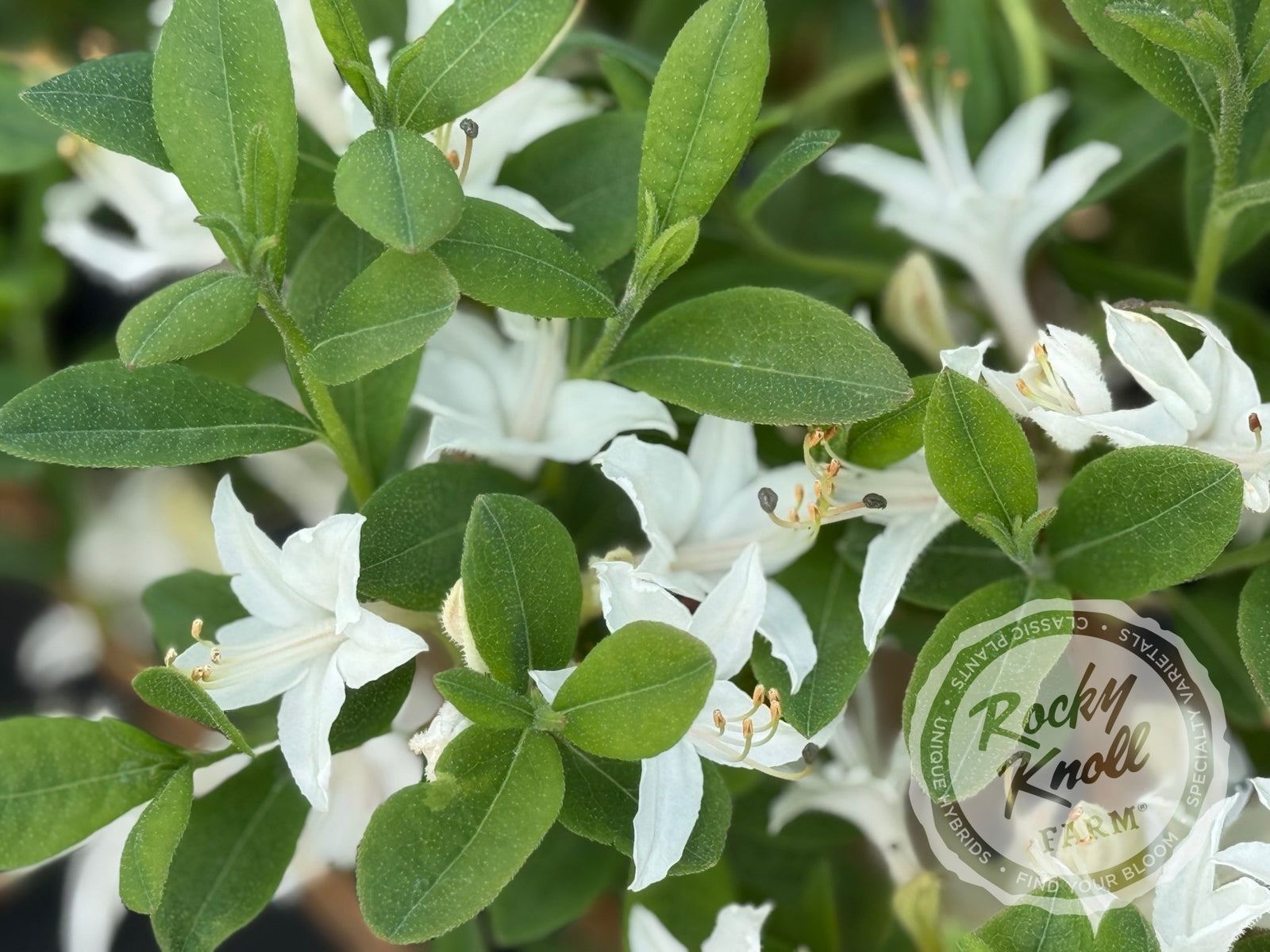 Fragrant Star - Rocky Knoll Farm