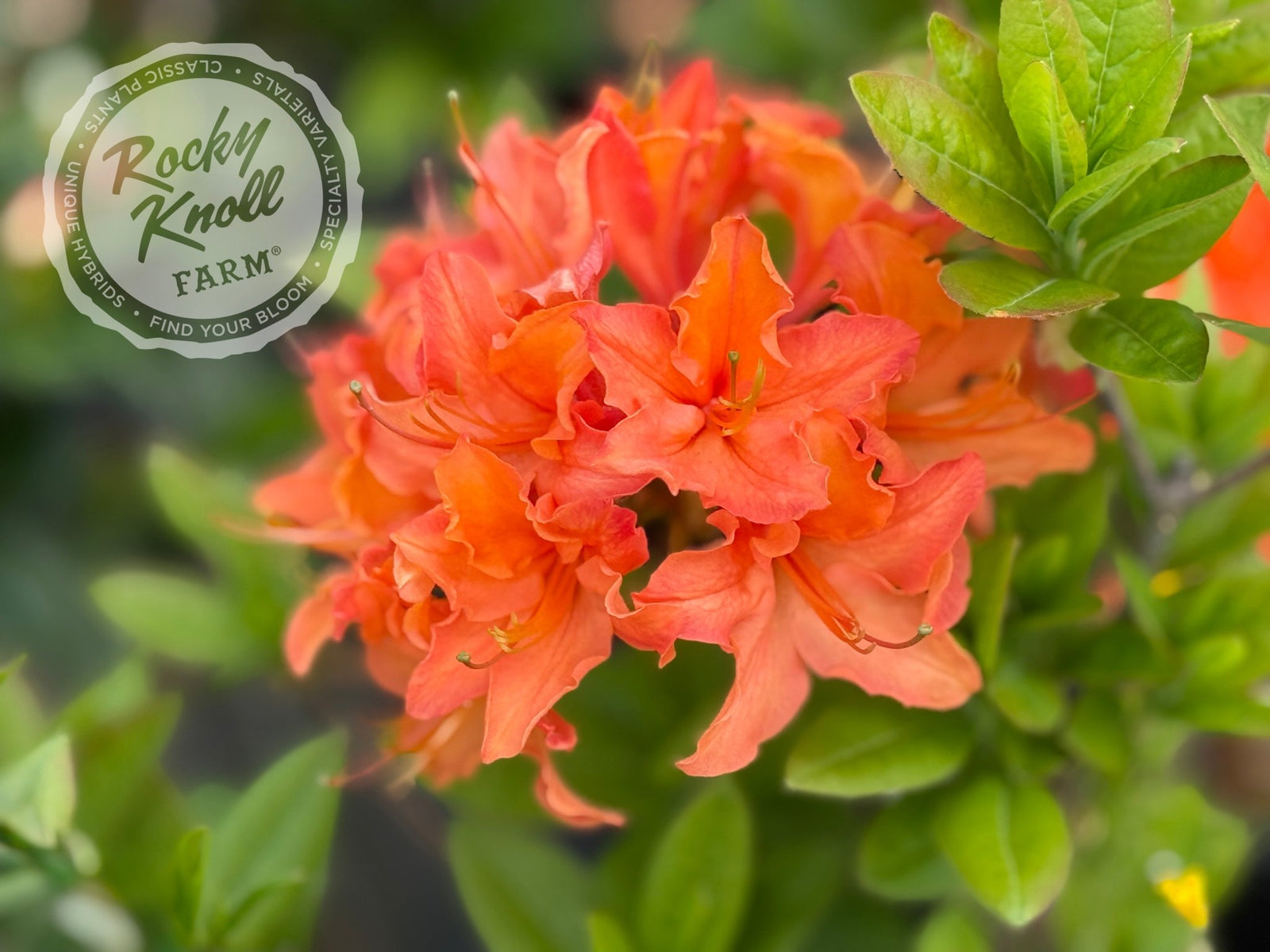 フラワー・ガーデニング Agave montana 'Lime Flash' 67 フラワー・ガーデニング Agave montana 'Lime Flash' 67 フラワー