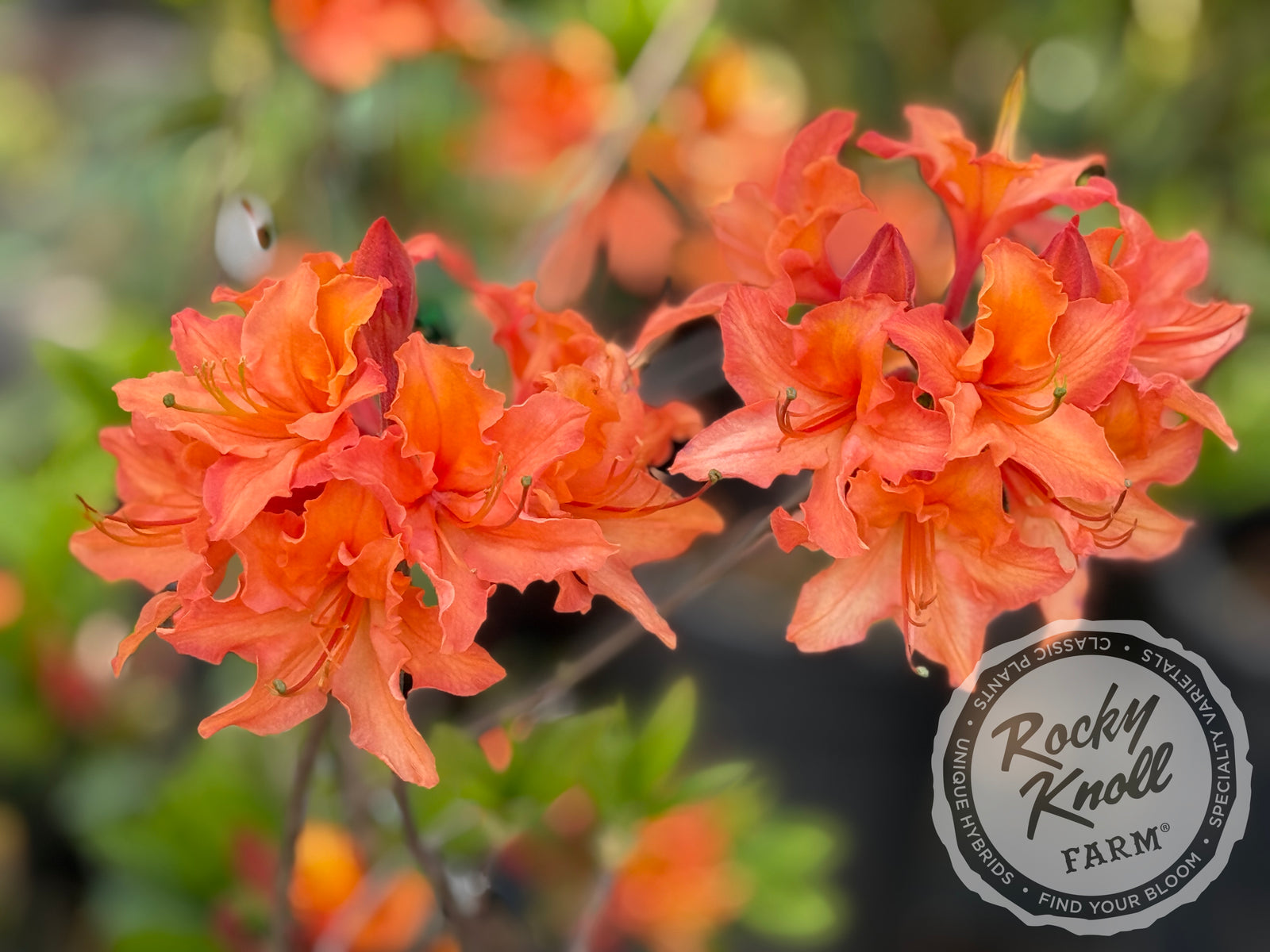 Mandarin Lights - Rocky Knoll Farm