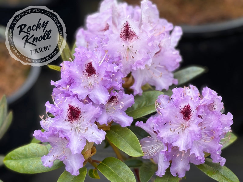 Blue Peter plant from Rocky Knoll Farm