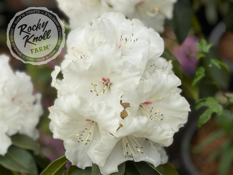 White Owl (aka Reverend Paul) plant from Rocky Knoll Farm