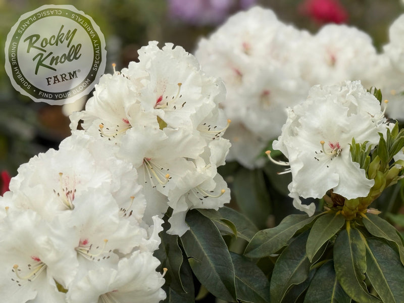 White Owl (aka Reverend Paul) plant from Rocky Knoll Farm