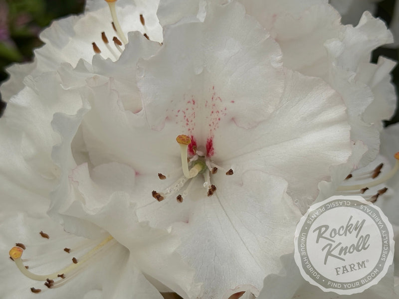 White Owl (aka Reverend Paul) plant from Rocky Knoll Farm