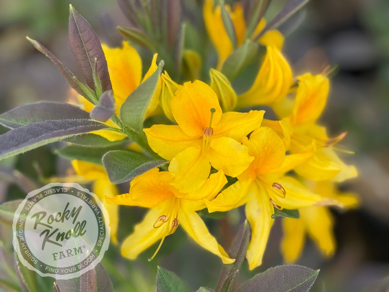 Honeysuckle azalea (Rhododondron luteum) plant from Rocky Knoll Farm