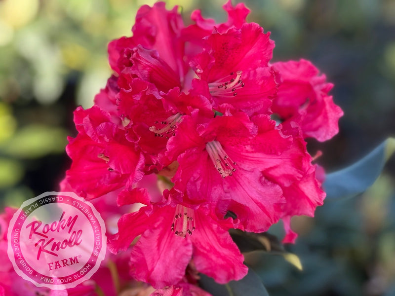 Halfdan Lem plant from Rocky Knoll Farm