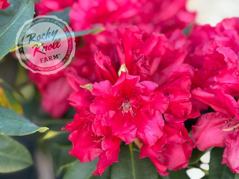 Halfdan Lem plant from Rocky Knoll Farm