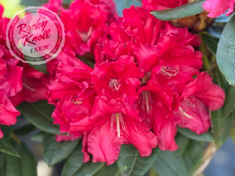 Halfdan Lem plant from Rocky Knoll Farm