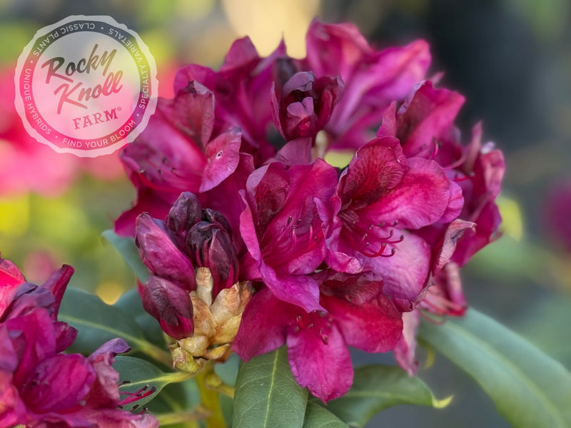Black Sport plant from Rocky Knoll Farm