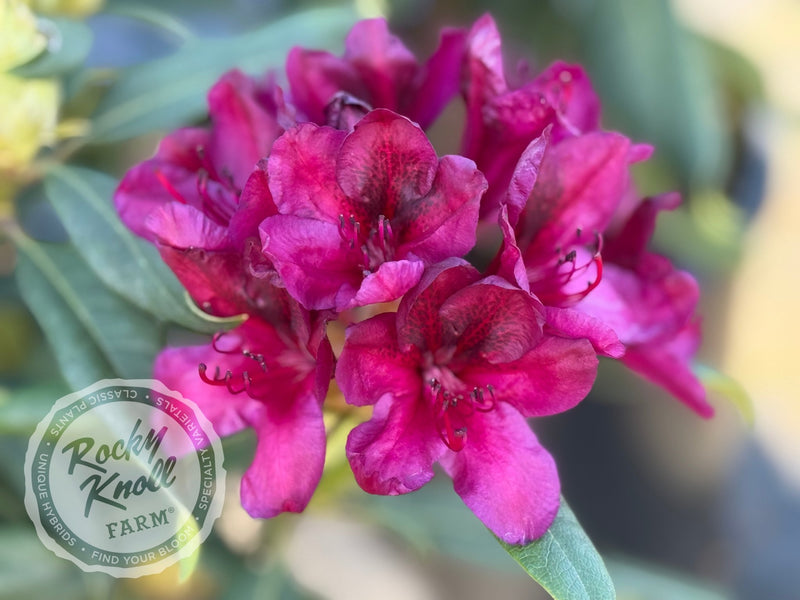 Black Sport plant from Rocky Knoll Farm