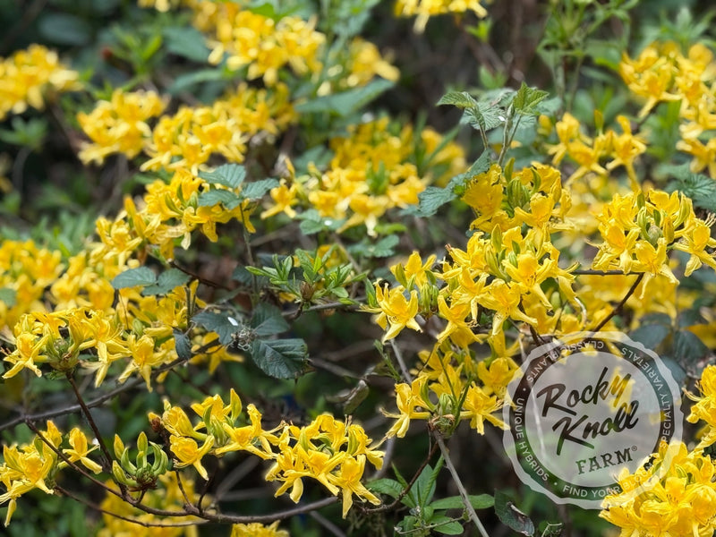 Honeysuckle azalea (Rhododondron luteum) plant from Rocky Knoll Farm