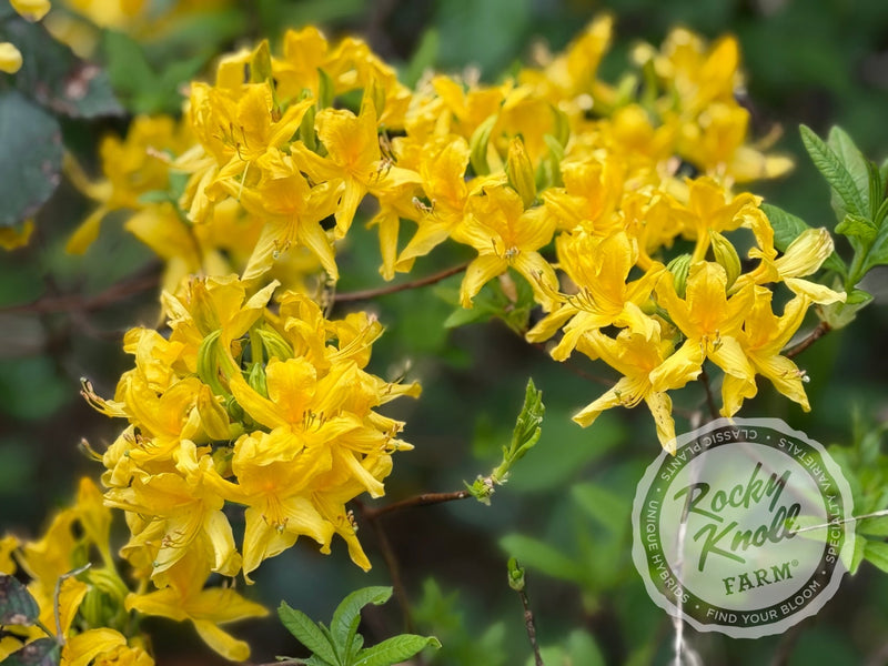 Honeysuckle azalea (Rhododondron luteum) plant from Rocky Knoll Farm