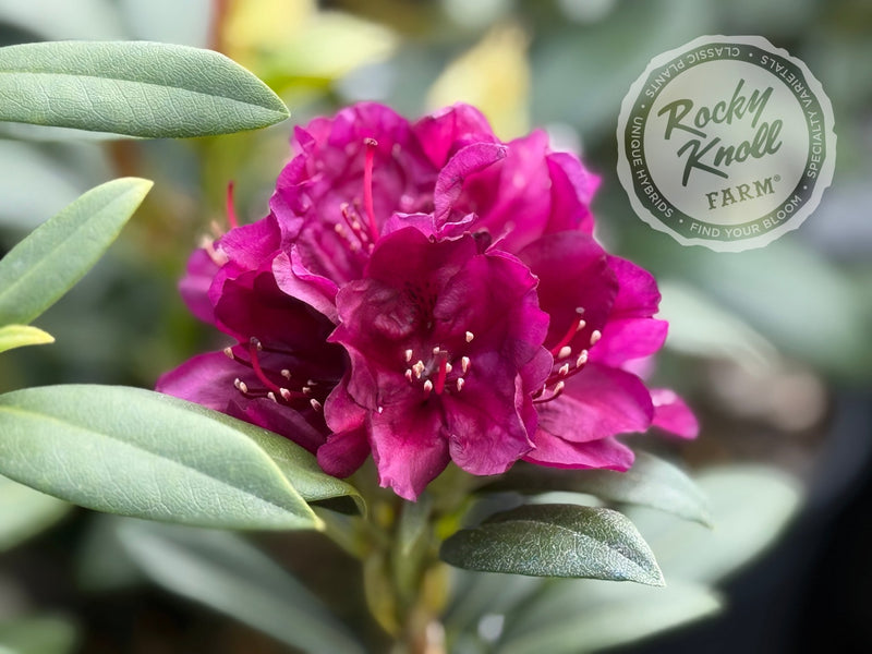 Polarnacht plant from Rocky Knoll Farm