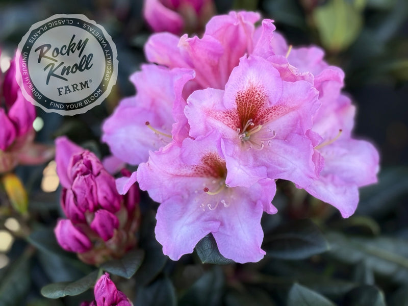 Lavender Princess plant from Rocky Knoll Farm