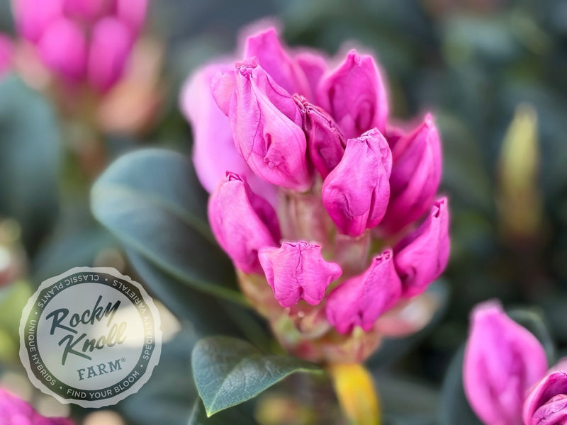 Lavender Princess plant from Rocky Knoll Farm
