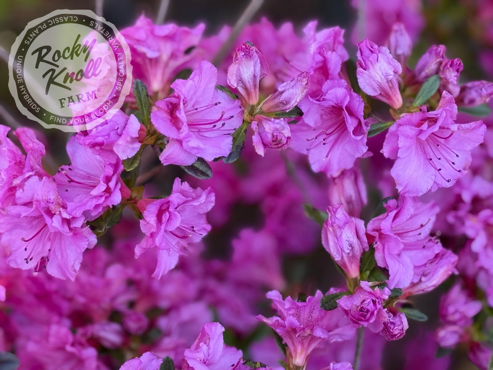 Sherwood Orchid - Rocky Knoll Farm