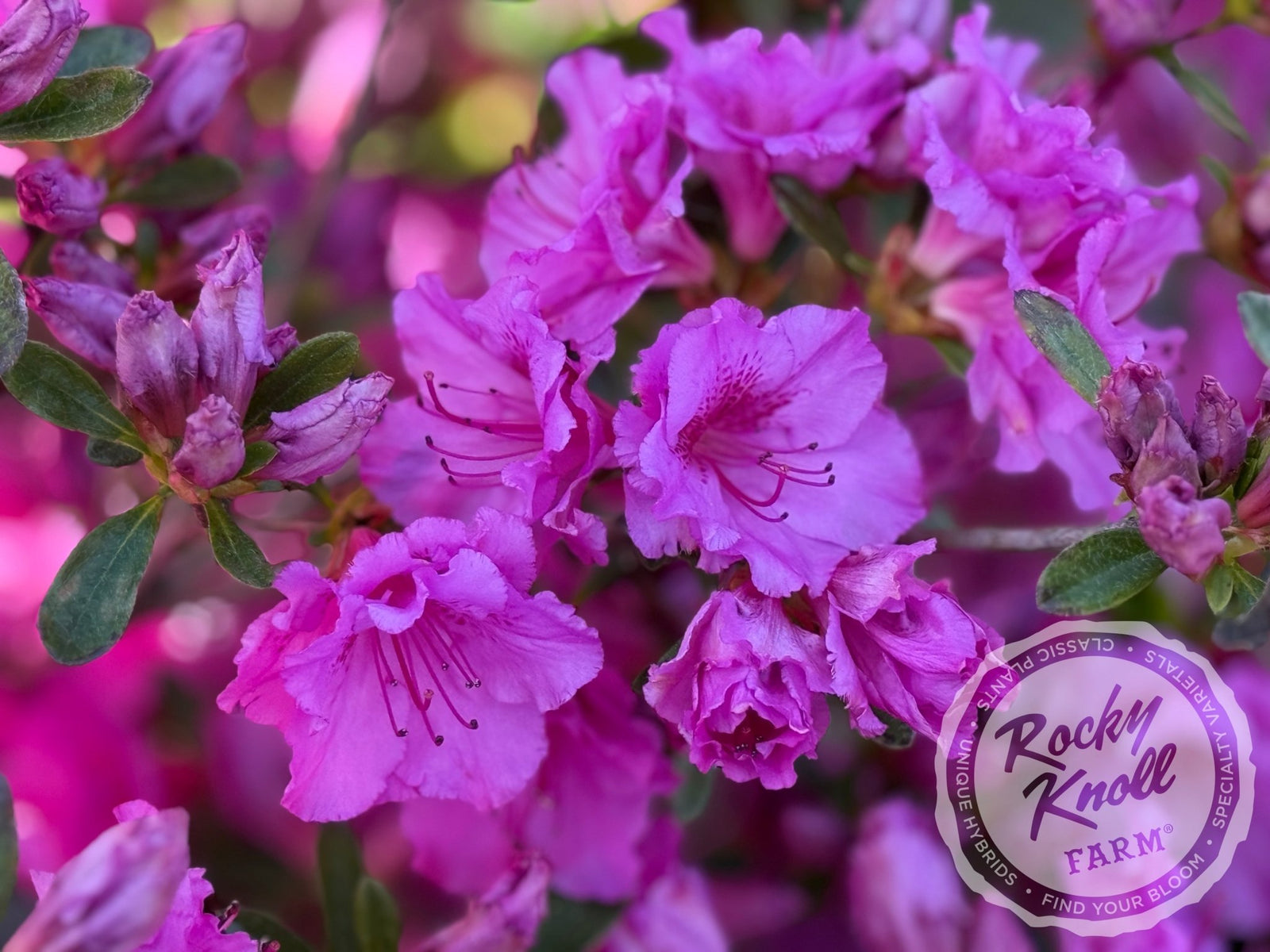 Sherwood Orchid - Rocky Knoll Farm