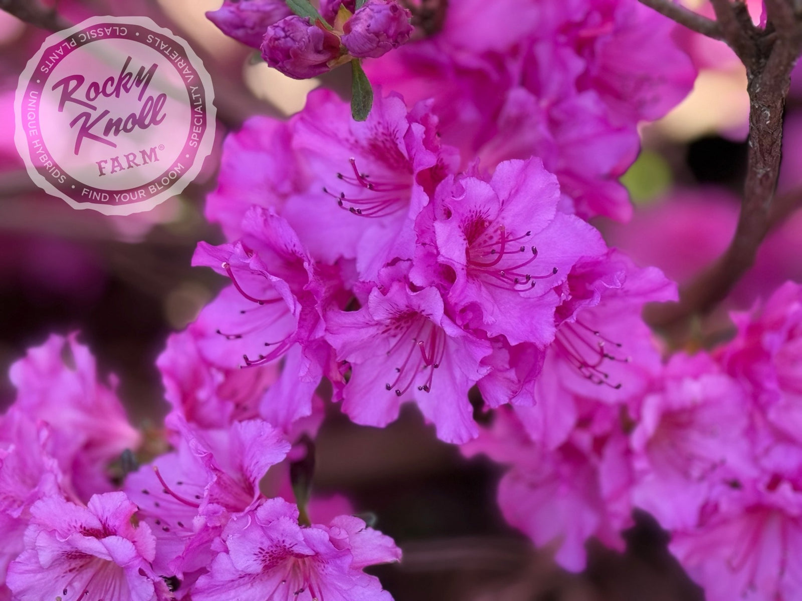 廃盤色　PANTYDROPPER【Dry Flower】POWDER PINK Bergenia 'Dragonfly Sakura' – Joe Cappel's Garden Center