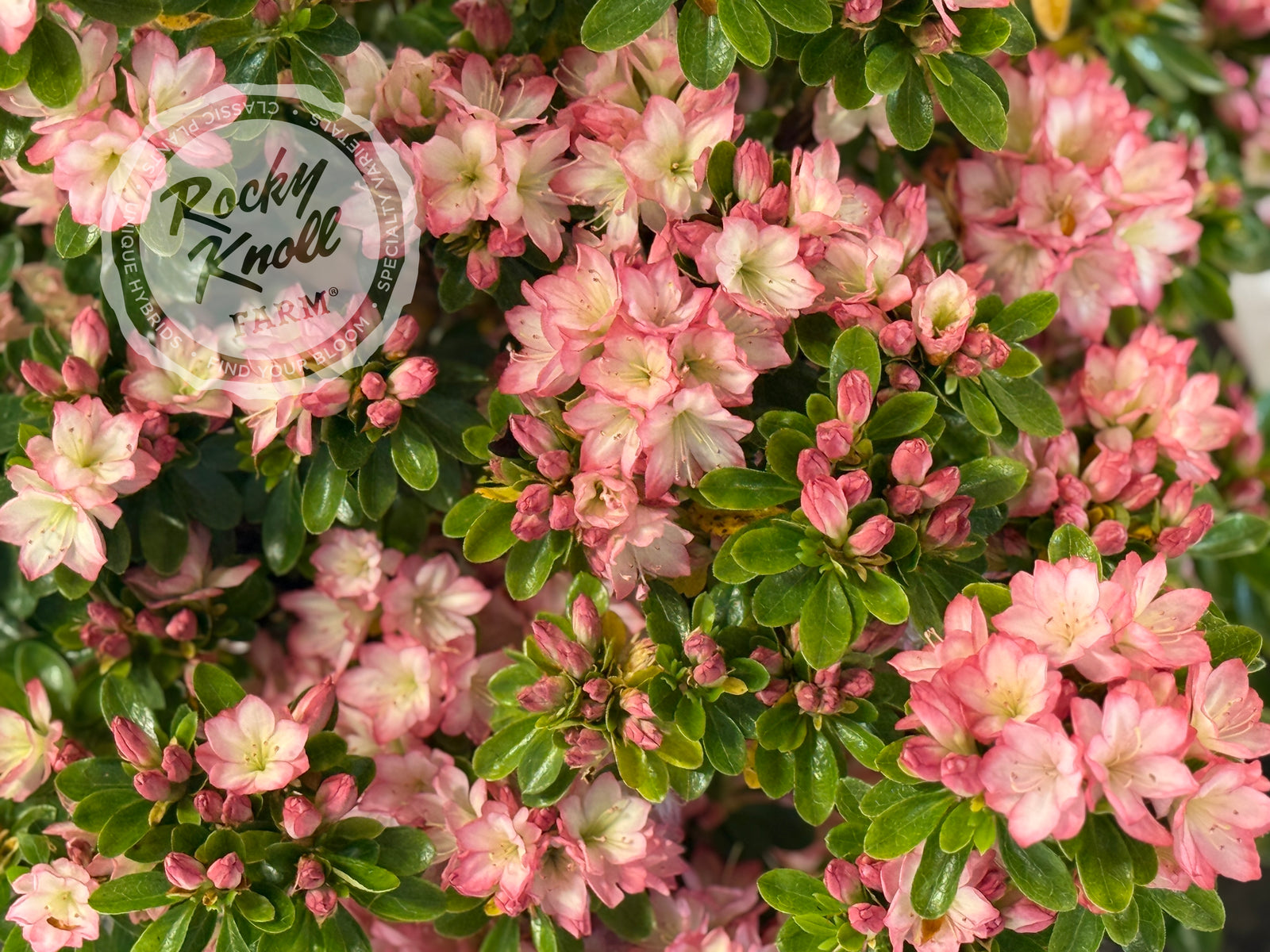 Peggy Ann - Rocky Knoll Farm