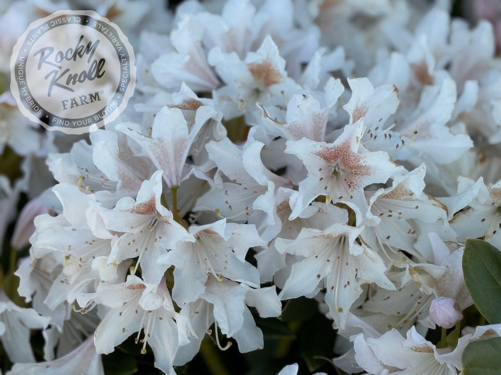 Cunningham's White Rhododendron, Rhododendron X 'Cunningham's White' (H-2