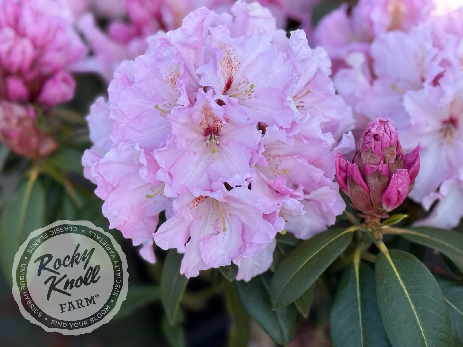 Satin Memories - Rocky Knoll Farm