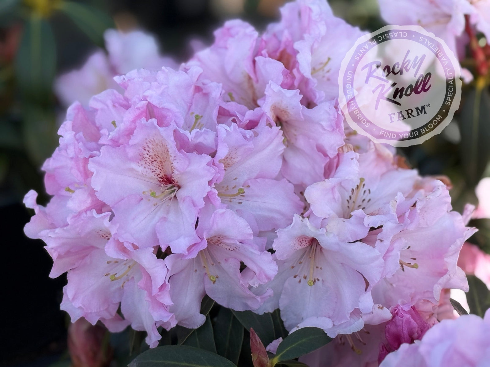 Satin Memories - Rocky Knoll Farm