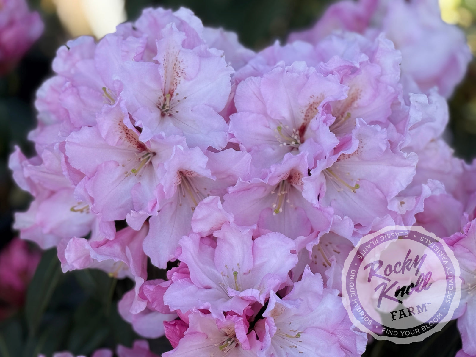 Satin Memories - Rocky Knoll Farm