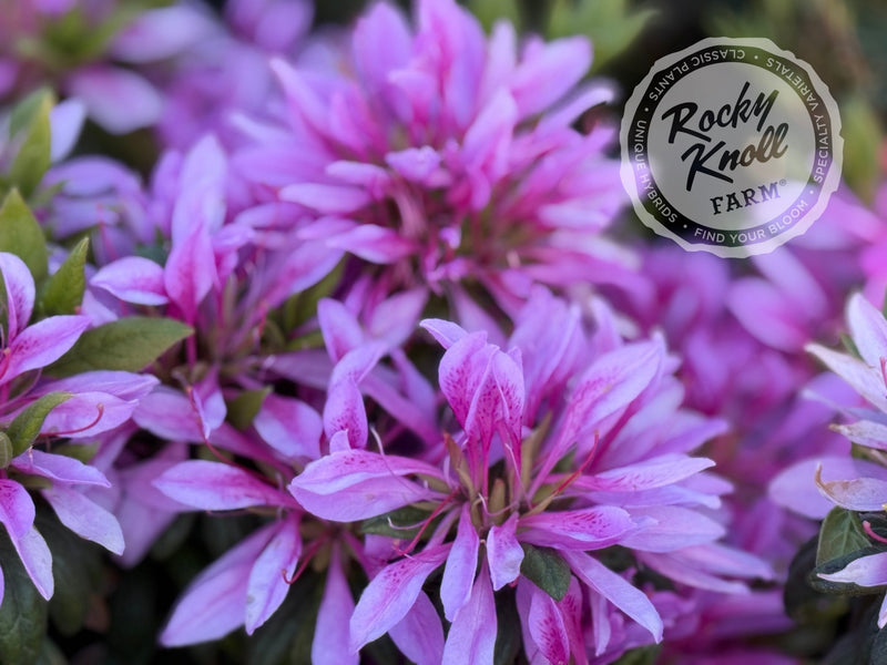 Purple Dragon plant from Rocky Knoll Farm