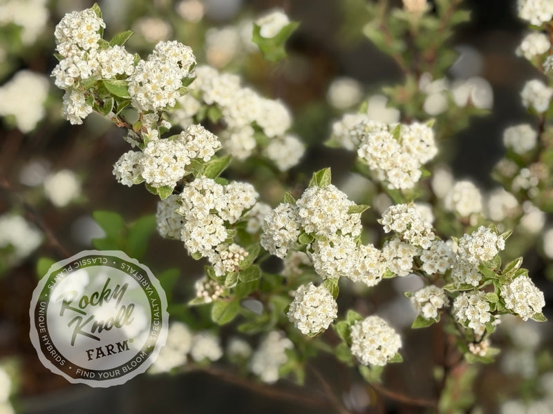 Spiraea Pink Ice plant from Rocky Knoll Farm