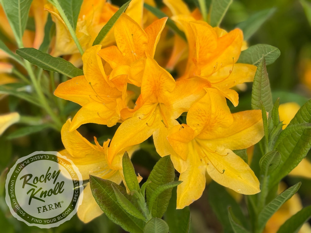 Hortulanus H. Witte - Rocky Knoll Farm