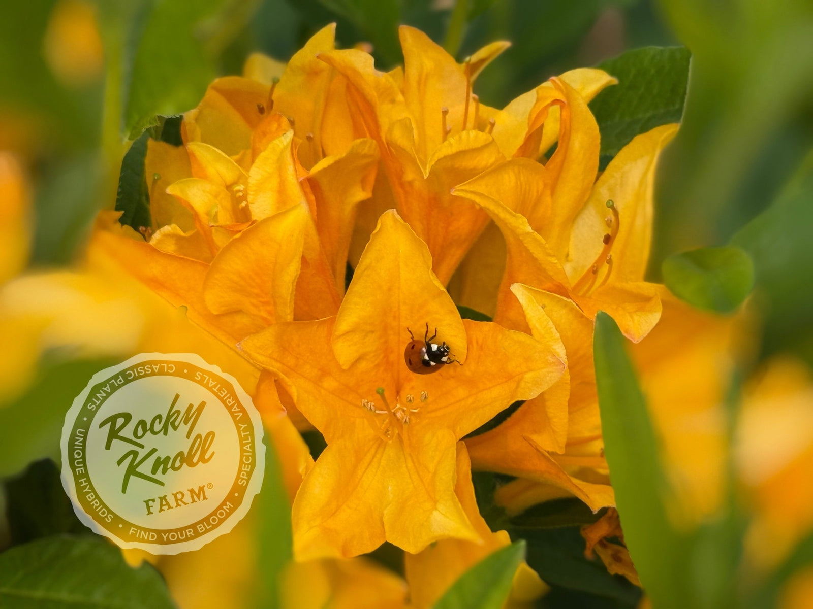 Hortulanus H. Witte - Rocky Knoll Farm