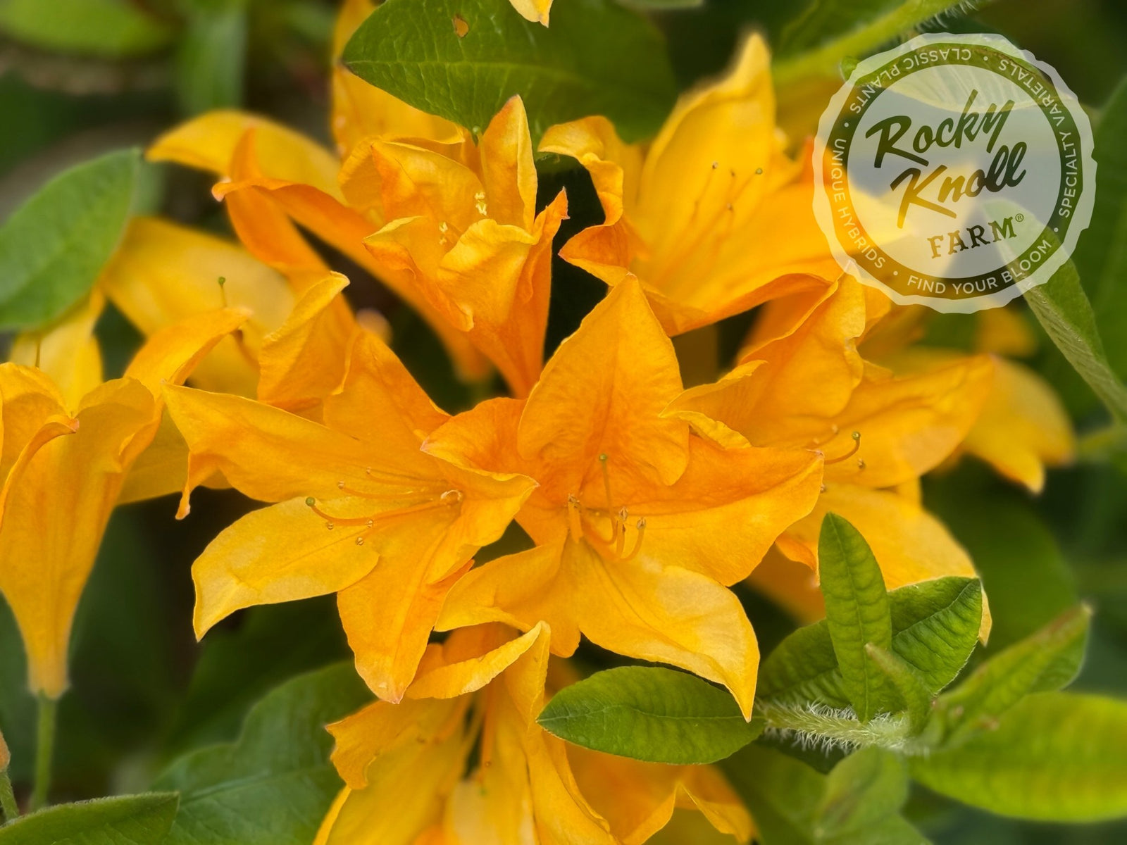 トップス house on the hill Yellow flower 80cm Hortulanus H. Witte - Rocky Knoll Farm