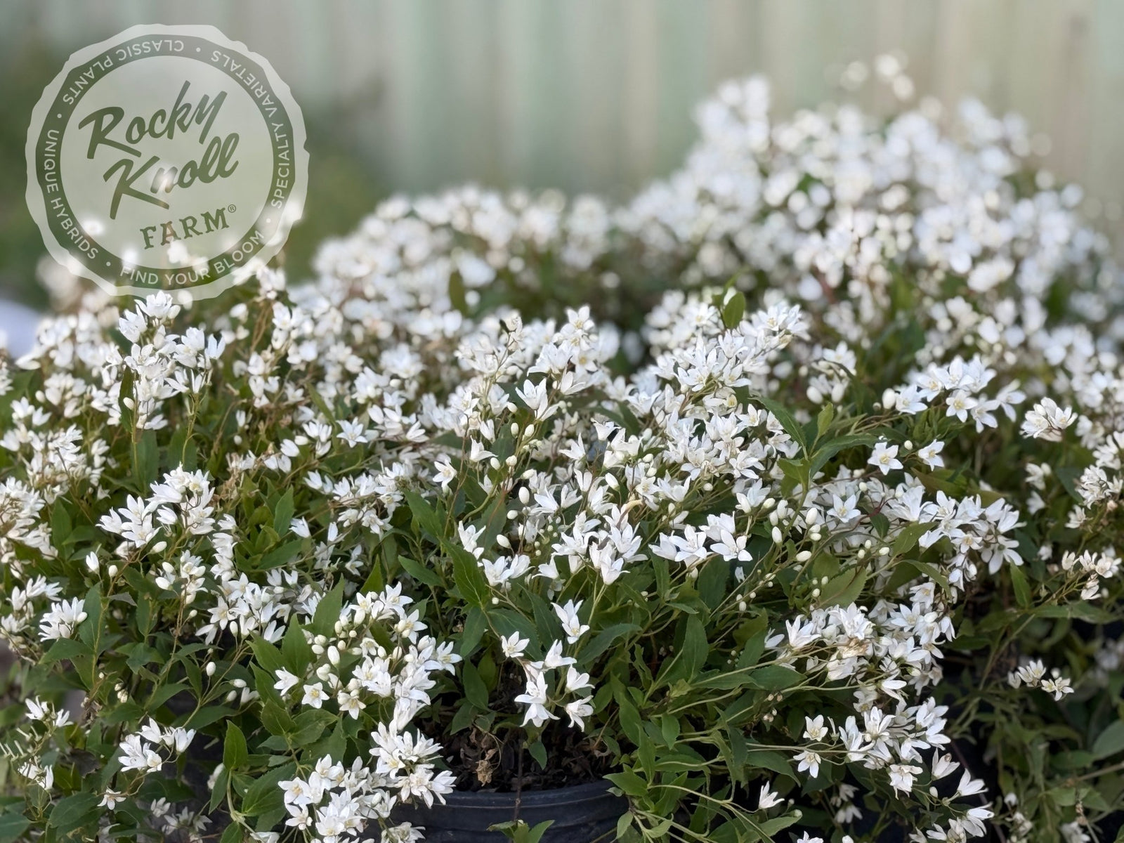Deutzia gracilis 'Nikko'