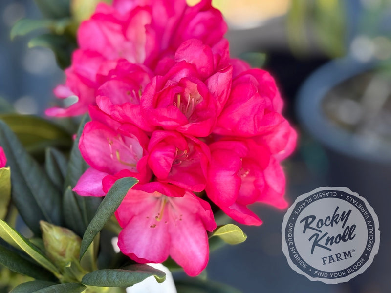 Lem's Fluorescent Pink - Rocky Knoll Farm