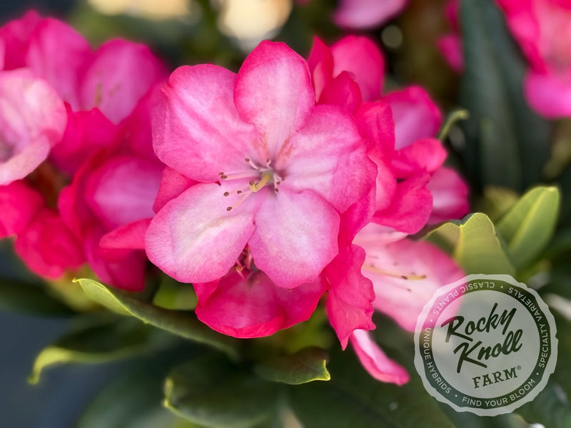 flowermemoryページ Lem's Fluorescent Pink - Rocky Knoll Farm