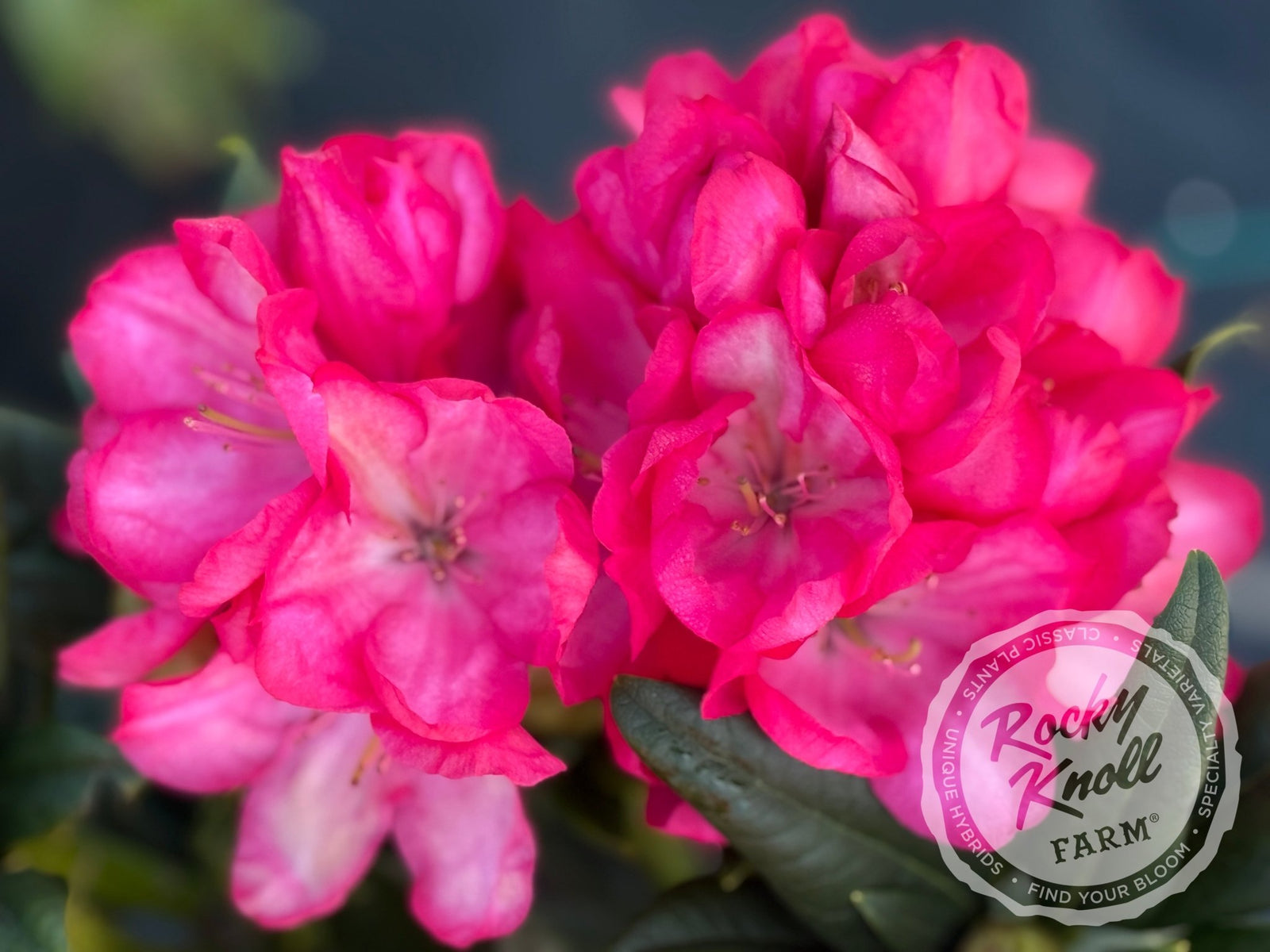 Lem's Fluorescent Pink - Rocky Knoll Farm