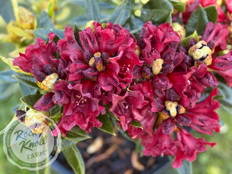 Black Magic plant from Rocky Knoll Farm