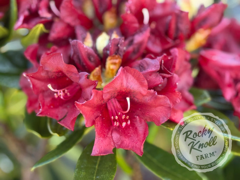 Black Magic plant from Rocky Knoll Farm