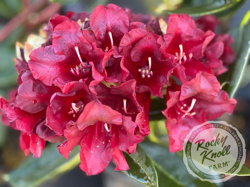Black Magic plant from Rocky Knoll Farm