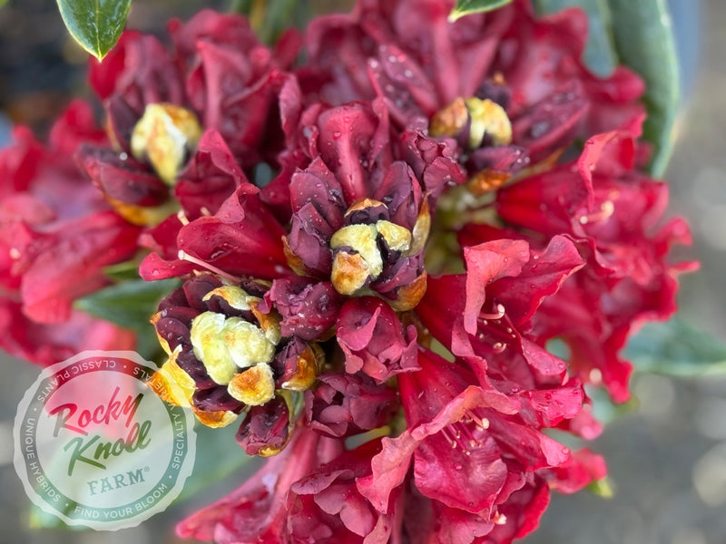 Black Magic plant from Rocky Knoll Farm
