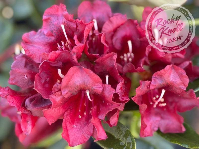 Black Magic plant from Rocky Knoll Farm