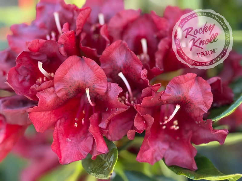 Black Magic plant from Rocky Knoll Farm