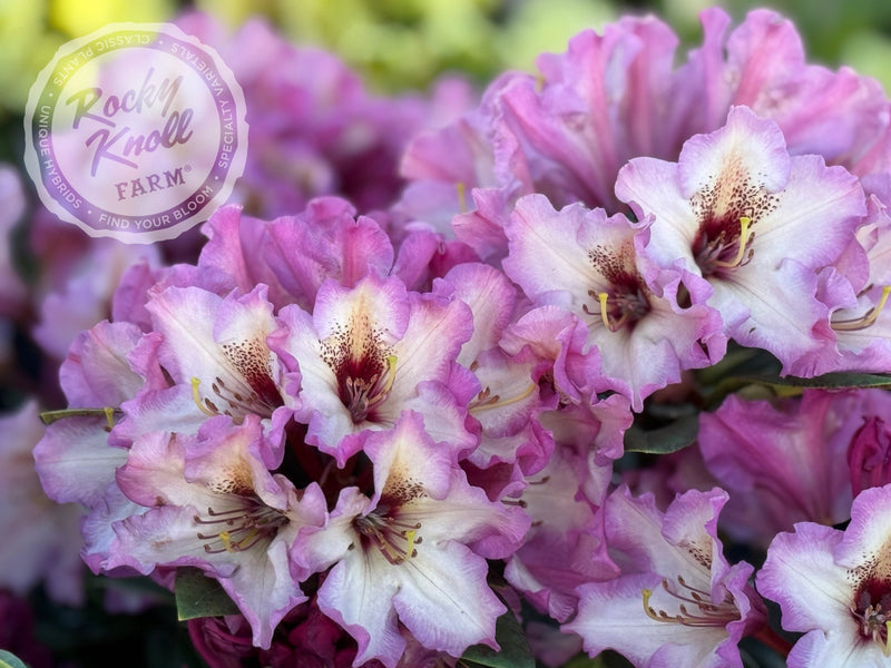 Prism's Sister plant from Rocky Knoll Farm