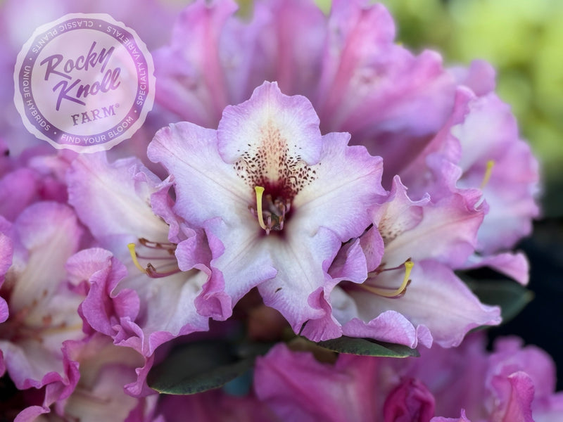 Prism's Sister plant from Rocky Knoll Farm